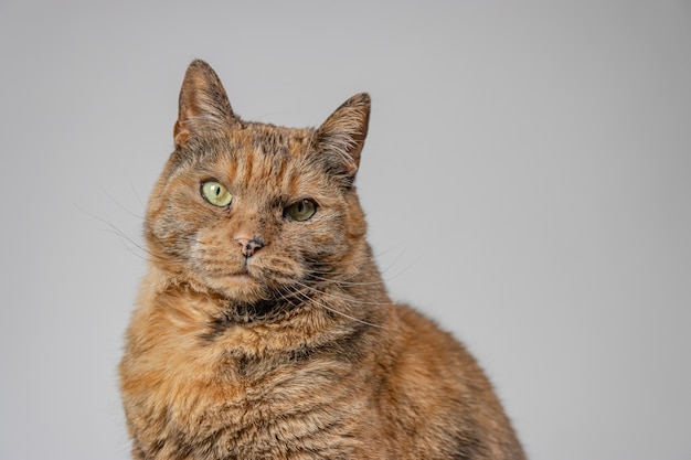 Chat grincheux à la caméra avec un fond blanc