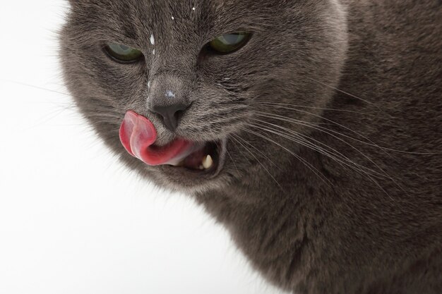 Chat Gris Avec La Langue Pendante Lecher Le Lait Des Cheveux Photo Premium