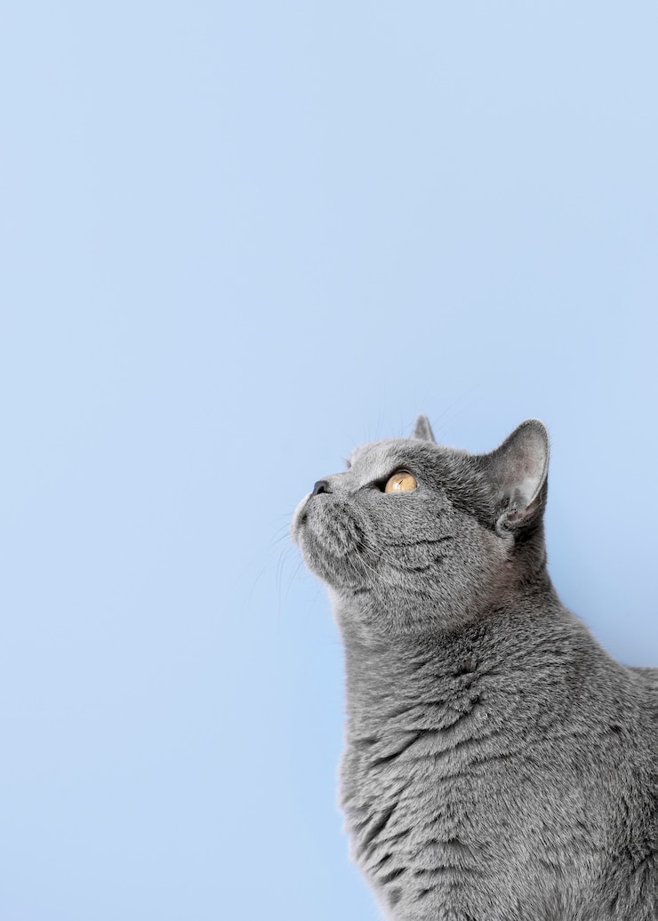 Photo gratuit chat gris avec mur monochrome derrière elle