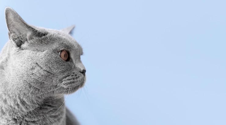 Photo gratuit chat gris avec mur monochrome derrière elle