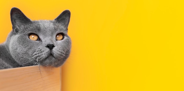 Photo gratuite chat gris avec mur monochrome derrière elle