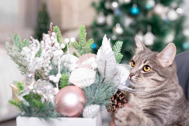 Le chat gris regarde les décorations de noël. vacances de noël et concept du nouvel an