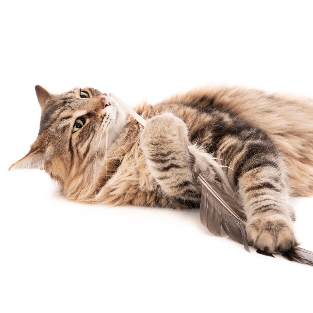 Chat jouant avec une plume d'oiseau isolé sur une surface blanche