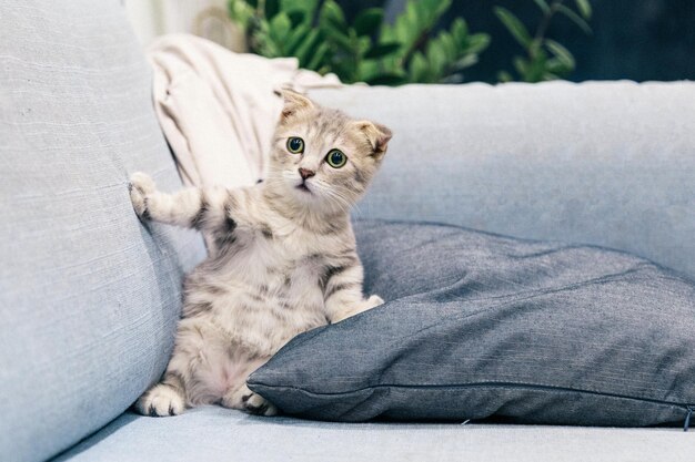 Images Aimer Les Chats Vecteurs Photos Et Psd Gratuits