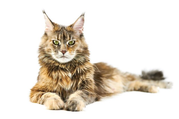 Chaton Maine Coon Isole Chat Mignon Maine Coon Petit Chat Drole De Race Couleur Grise Photo Premium
