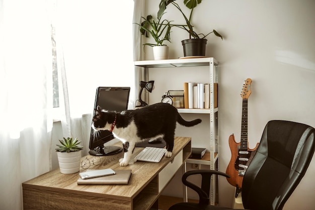 Chat marchant sur un bureau à l'intérieur