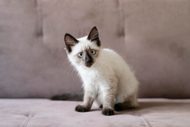 Chat mignon assis sur le canapé