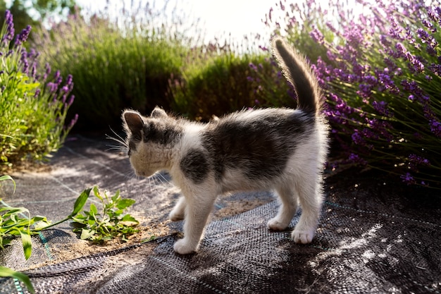 Chat mignon dans le champ de lavande