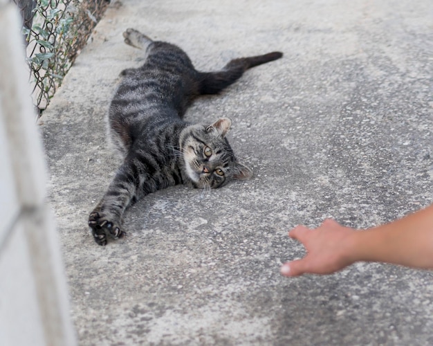 Chat mignon et paresseux voulant être caressé par quelqu'un à l'extérieur