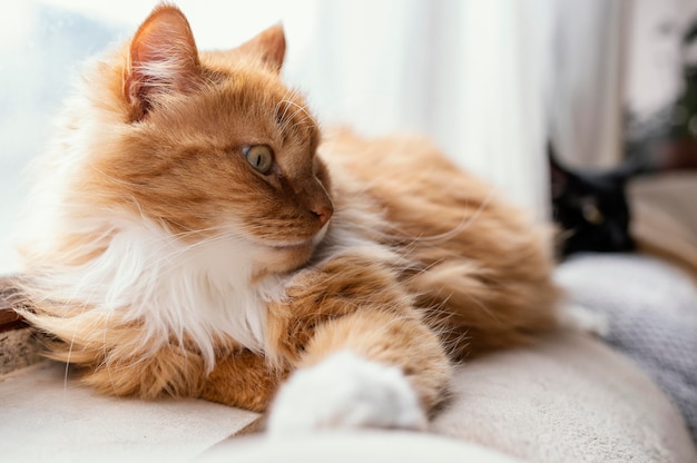 Chat mignon portant sur le canapé