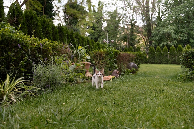 Un chat mignon qui passe du temps à l'extérieur.