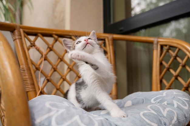 Photo gratuite un chat mignon qui passe du temps à l'extérieur.