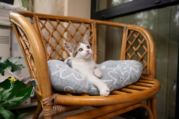 Un chat mignon qui passe du temps à l'extérieur.