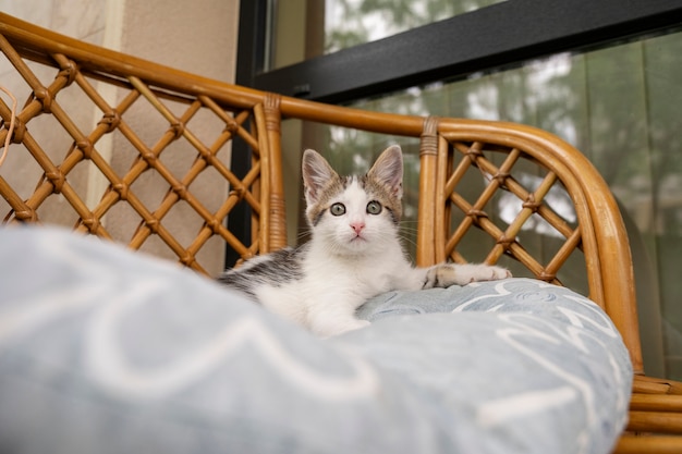 Un chat mignon qui passe du temps à l'extérieur.