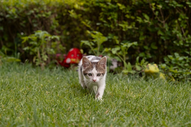 Un chat mignon qui passe du temps à l'extérieur.