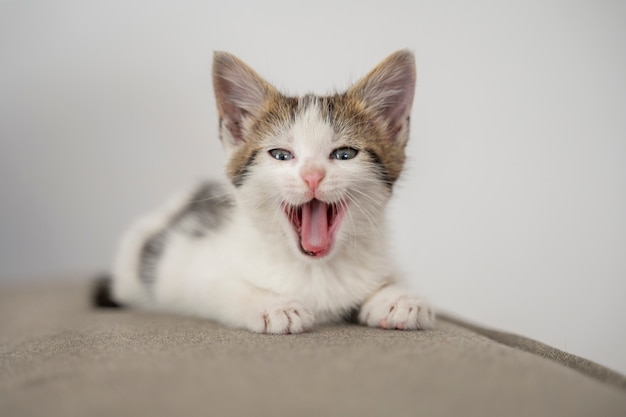 Un chat mignon qui passe du temps à l'intérieur.