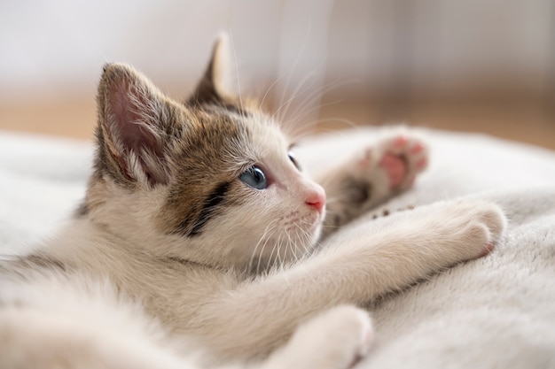 Un chat mignon qui passe du temps à l'intérieur.