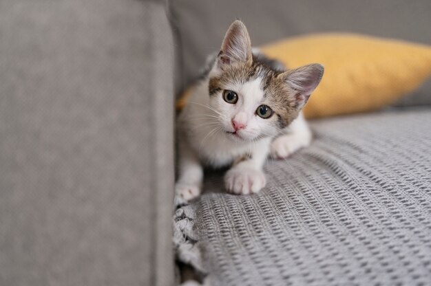 Un chat mignon qui passe du temps à l'intérieur.