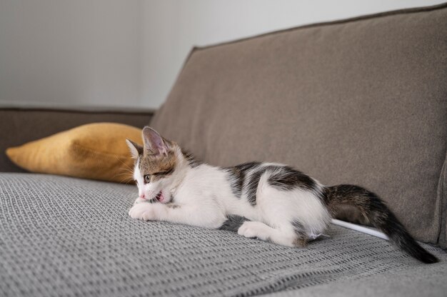 Un chat mignon qui passe du temps à l'intérieur.