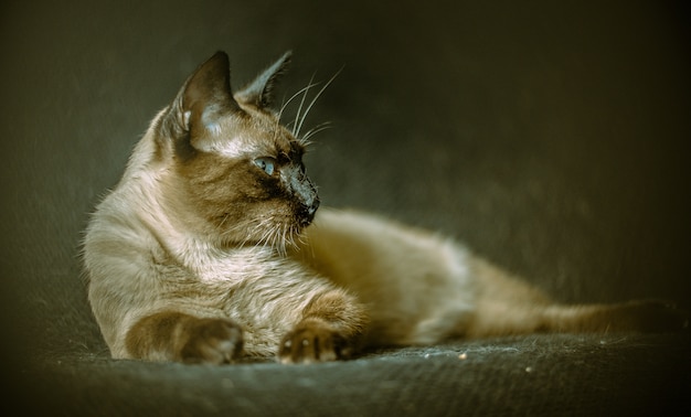 Chat moelleux aux yeux bleus intenses allongé sur le canapé