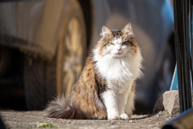 Chat moelleux et grincheux à l'extérieur pendant la journée