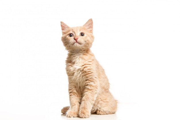 Le chat sur un mur blanc