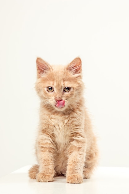 Le chat sur un mur blanc