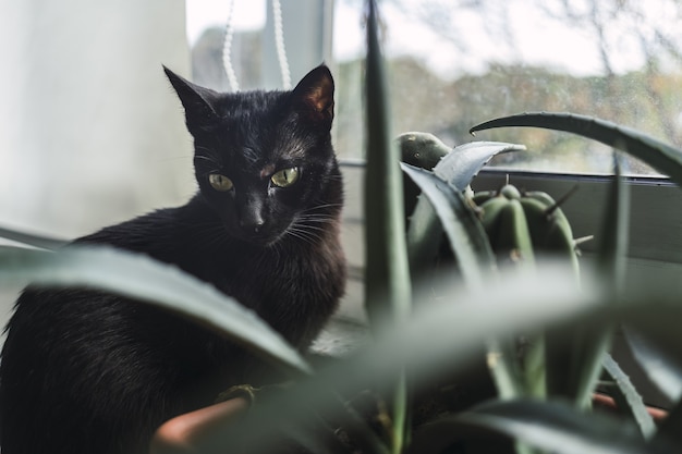 Chat noir assis à côté d'une plante d'intérieur par la fenêtre pendant la journée