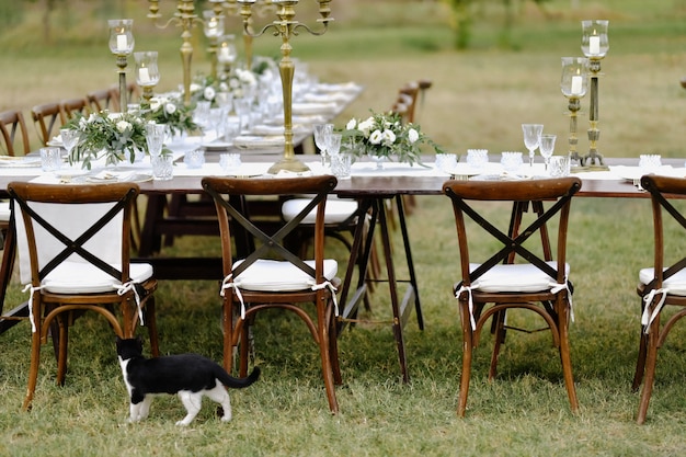 Chat noir et blanc sur l'herbe près de la table de fête décorée avec des sièges chiavari à l'extérieur dans les jardins