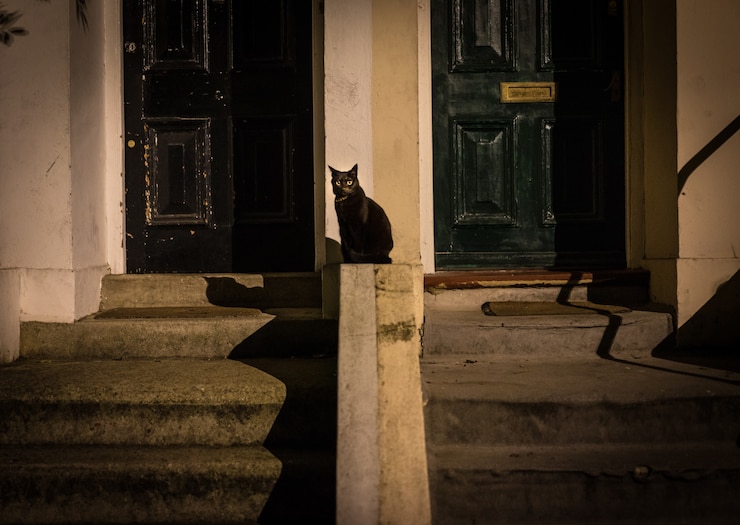 Photo gratuit un chat noir dans la rue