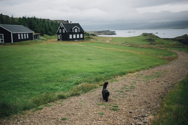 chat noir à pied sur un chemin ou une route de gravier à côté de la pelouse d'herbe verte et de l'authentique maison noire islandaise.