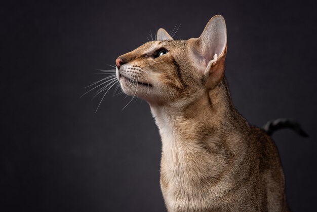 Chat Oriental Aux Yeux Verts Avec Fourrure Tabby Et Grandes Oreilles Assis Et Tourner La Vue Laterale Arriere Photo Premium Chat Oriental Aux Yeux Verts Avec Fourrure Tabby Et Grandes Oreilles Assis Et Tourner La Vue Laterale Arriere Photo Premium
