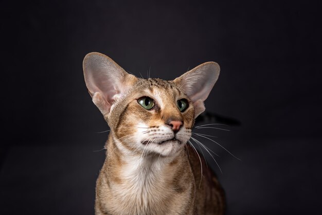 Chat Oriental Aux Yeux Verts Avec Fourrure Tabby Et Grandes Oreilles Assis Et Tourner La Vue Laterale Arriere Photo Premium