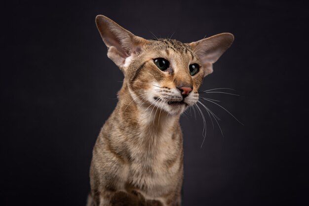 Chat Oriental Aux Yeux Verts Avec Fourrure Tabby Et Grandes Oreilles Assis Et Tourner La Vue Laterale Arriere Photo Premium