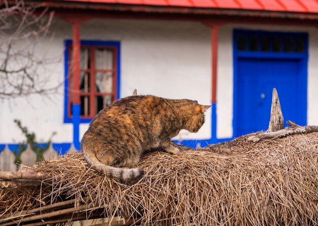 Un chat près d'une maison du village