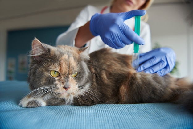 Un chat reçoit une injection