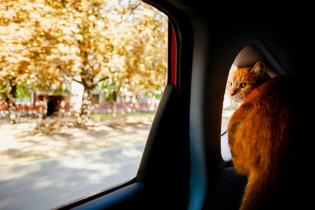Photo gratuite chat regardant à l'extérieur d'une voiture de fenêtre