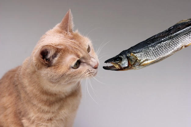Images Tigre Poisson Chat Vecteurs Photos Et Psd Gratuits Images Tigre Poisson Chat Vecteurs Photos Et Psd Gratuits