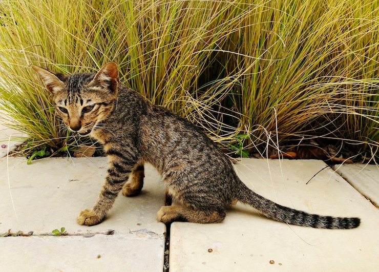 Photo gratuit chat de rue mignon