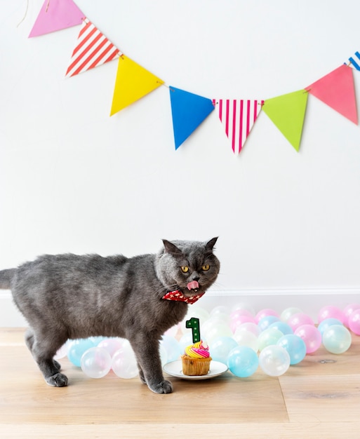 Le chat Scottish Fold fête son premier anniversaire