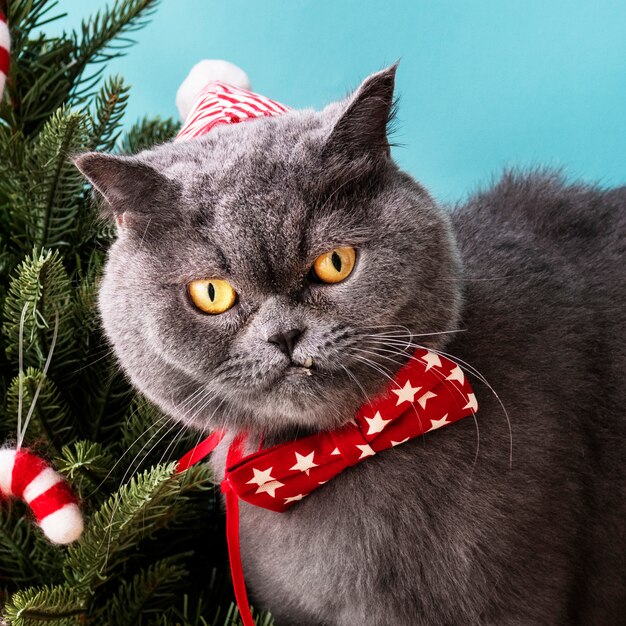 Chat Scottish Fold portant un arc rouge célébrant Noël