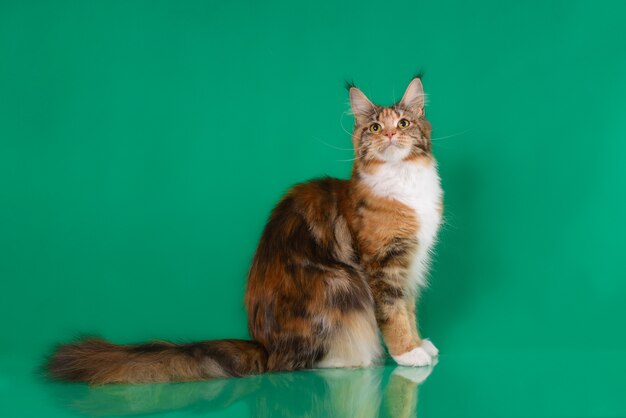 Chat Torbie Maine Coon Marron Sur Fond Vert Photo Premium Chat Torbie Maine Coon Marron Sur Fond Vert Photo Premium