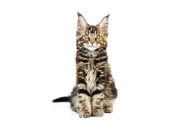 Chaton Rouge Maine Coon Chat Mignon De Race A Poil Court Sur Fond Rose Chaton Attrayant Aux Cheveux Roux De La Nouvelle Portee Photo Premium