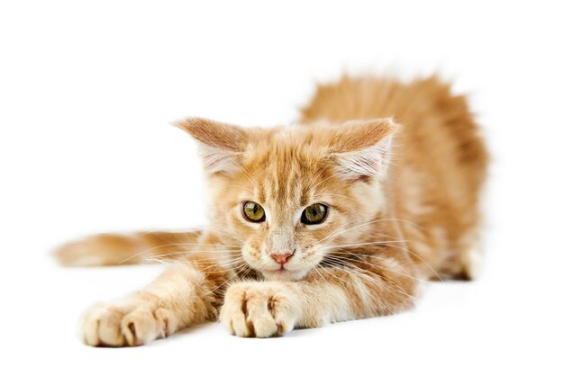 Chaton Maine Coon Isole Chat Mignon Maine Coon Petit Chat Drole De Race Couleur Grise Photo Premium