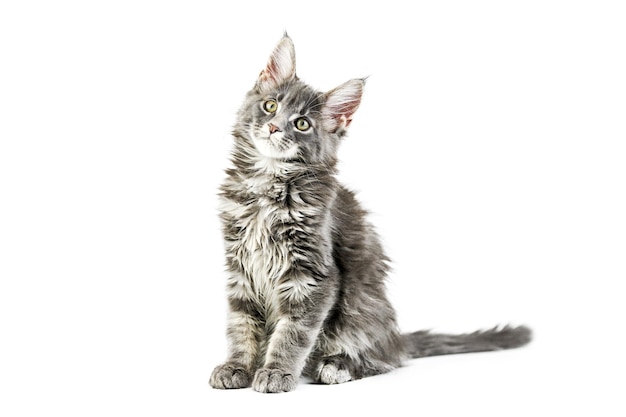 Chaton Maine Coon Isole Chat Mignon Maine Coon Petit Chat Drole De Race Couleur Grise Photo Premium Chaton Maine Coon Isole Chat Mignon Maine Coon Petit Chat Drole De Race Couleur Grise Photo Premium