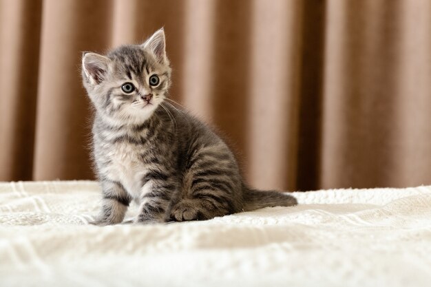 Chaton Tigre Mignon Assis Sur Un Plaid Blanc A La Maison Photo Premium