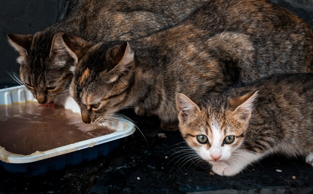 Chatons mignons mangeant dans un pot blanc