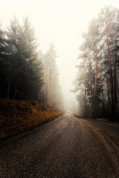 Chaussée en béton gris près des arbres