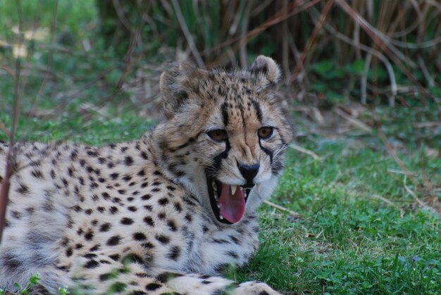 Cheetah Snarling avec sa bouche ouverte