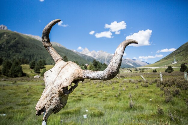 Chef de vache morte sur un champ vert